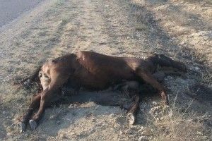 На Волині браконьєри впритул розстріляли коней