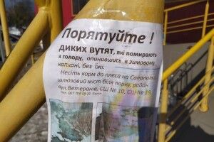 Лучан закликають рятувати «диких вутят» на Сапалаївці