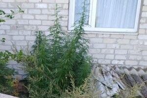 Під хатою в 37-річного волинянина виявили понад 50 стебел коноплі (Фото) 