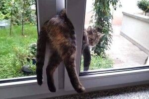 На Волині з віконної пастки врятували кота