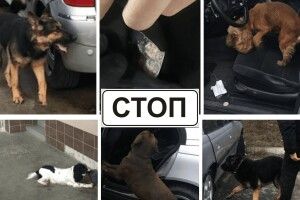 «Ніс» волинських прикордонників відшукав наркотики