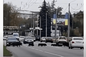 На вулиці одного з українських міст кабани зупинили рух автомобілів (Відео)