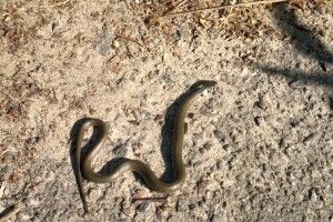 Лучанка в центрі міста клацнула вужа, який грівся на сонечку