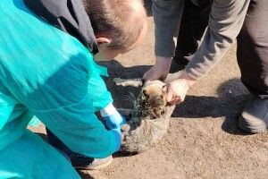 У селі на Волині виявили сказ у домашньої кішки