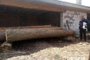 Зрубав 13 колод: за незаконну порубку лісу волинянину загрожує кримінал