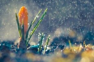 Погода на п'ятницю, 16 квітня: на Волині дощитиме під північно-західний вітер