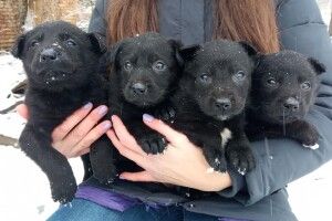 У Луцьку на Ківерцівській п'ятеро «ведмежат» чекають на новорічне диво (Фото) 