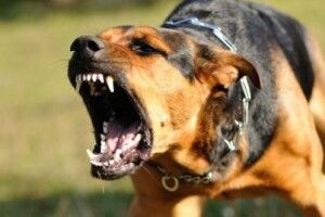 Почастішали напади собак на дітей: старовижівчанам розповіли, що робити з безвідповідальними господарями