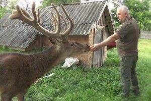 На Рівненщині знайшли оленя Бориса, який зник після ДТП