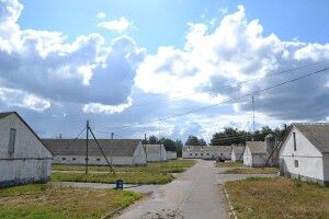 «Лагуна» для свиней*