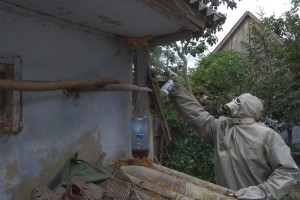 Рівняни без допомоги рятувальників не змогли позбутися небезпечних комах