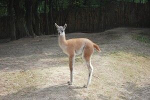 У Рівному з'явилася пустотлива красуня модельної зовнішності (Фото)