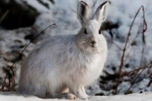 Сильний сніг, хуртовини та мороз до -20°: на вихідні погіршиться погода