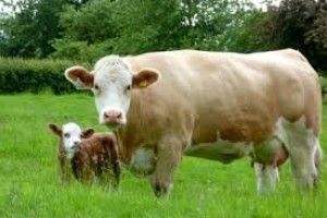 У Любешівському районі  селян заохочують займатися тваринництвом 