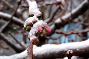 На Вербну неділю в Україні можливий сніг