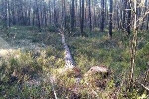 На Любомльщині лісова охорона затримала лісопорушників