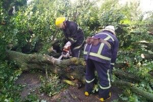 Дорогу з Луцька до Дубна перекрило 16 повалених дерев