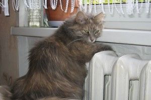 Від сьогодні у Луцьку відновлять опалювання