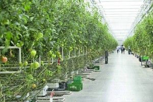 Дозвіл на сезонну роботу українцям видають на дев'ять місяців