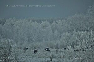 Здичавілим коровам Чорнобильської зони доводилося розгрібати сніг мордами (Фото)