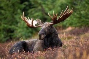 На Любешівщині браконьєри застрелили лося