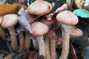 На Рівненщині опеньки роздягнули молоду жінку (Фото)