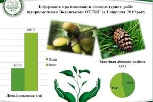 Волинські лісівники посадили ліс на площі, що перевершує Луцьк, Володимир-Волинський та Ківерці разом узяті