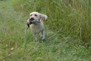 Волинські мисливці готуються до відкриття сезону полювання