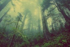 Канадський дихаючий ліс налякав півсвіту