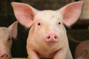 Свиня з Турійщини може стати всеукраїнським символом року