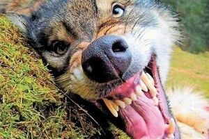 На Володимирщині в громаді в домашнього собаки виявили сказ