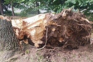 Шквальний вітер наробив у Луцьку шкоди 