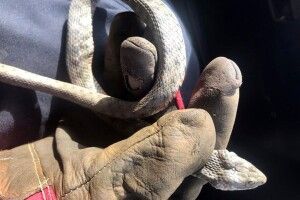 На батьківщині Зеленського бійці ДСНС впіймали у дворі багатоповерхівки метрову зміюку
