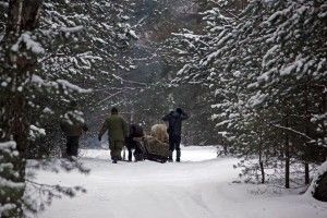 У засніженій Цуманській пущі шукали зимові квартири зубрів (фото)