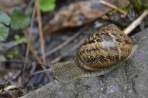 Україна є найбільшим постачальником равликів до Великої Британії
