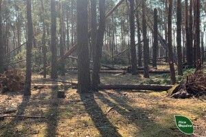 Найбільше від буревію постраждало Маневицьке надлісництво (Відео)
