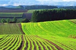 Названо регіон з найвищою ціною на паї