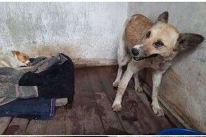 Вкинула двох собак у колодязь: волинянка отримала 5 років за жорстоке поводження з тваринами