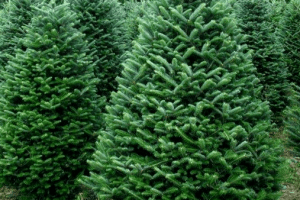 Українець прикрасив ялинки гноєм та вапном (Фото)