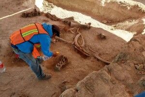 При будівництві аеропорту знайшли кістки десятків мамонтів