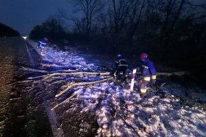 На Волині – сильний вітер: в Луцькому районі звалило дерево на дорогу