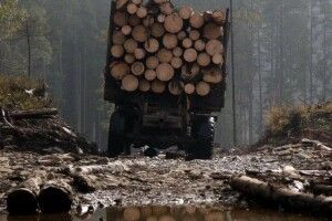 Юрія Болоховця призначили головою Держлісагентства