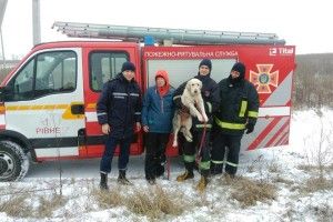 На Рівненщині породистий пес провалився у 5-метровий колектор