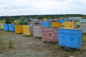 Де найбільше бджіл на Україні?