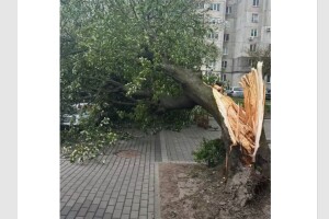 На Волині через сильний вітер впало дерево на припаркований автомобіль