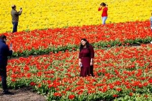 Фермери косять тюльпанові поля, щоб уникнути скупчень людей