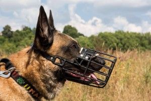 Рівненським Сіркам, Бровкам та Тузикам хочуть заборонити гуляти без намордників