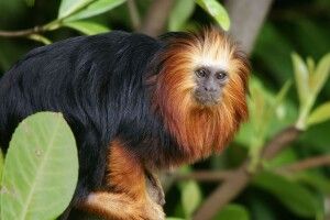 В Рівненському зоопарку оселилися одеситки