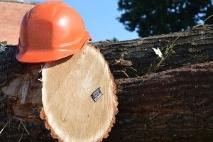 Лісова галузь Волині не змогла втримати минулорічний рівень бюджетних платежів 