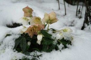 Диво-квітка зимової клумби